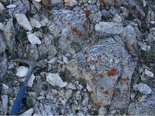 Photo by W. W. Little
 