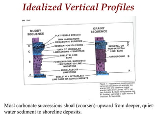 Idealized Vertical Profiles
Most carbonate successions shoal (coarsen)-upward from deeper, quiet-
water sediment to shoreline deposits.
 