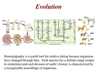 Biostratigraphy is a useful tool for relative dating because organisms
have changed through time. Each species has a definite range (origin
to extinction) and each division of earth’s history is characterized by
a recognizable assemblage of organisms.
Evolution
 