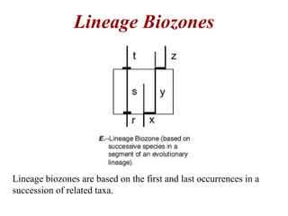 Lineage biozones are based on the first and last occurrences in a
succession of related taxa.
Lineage Biozones
 