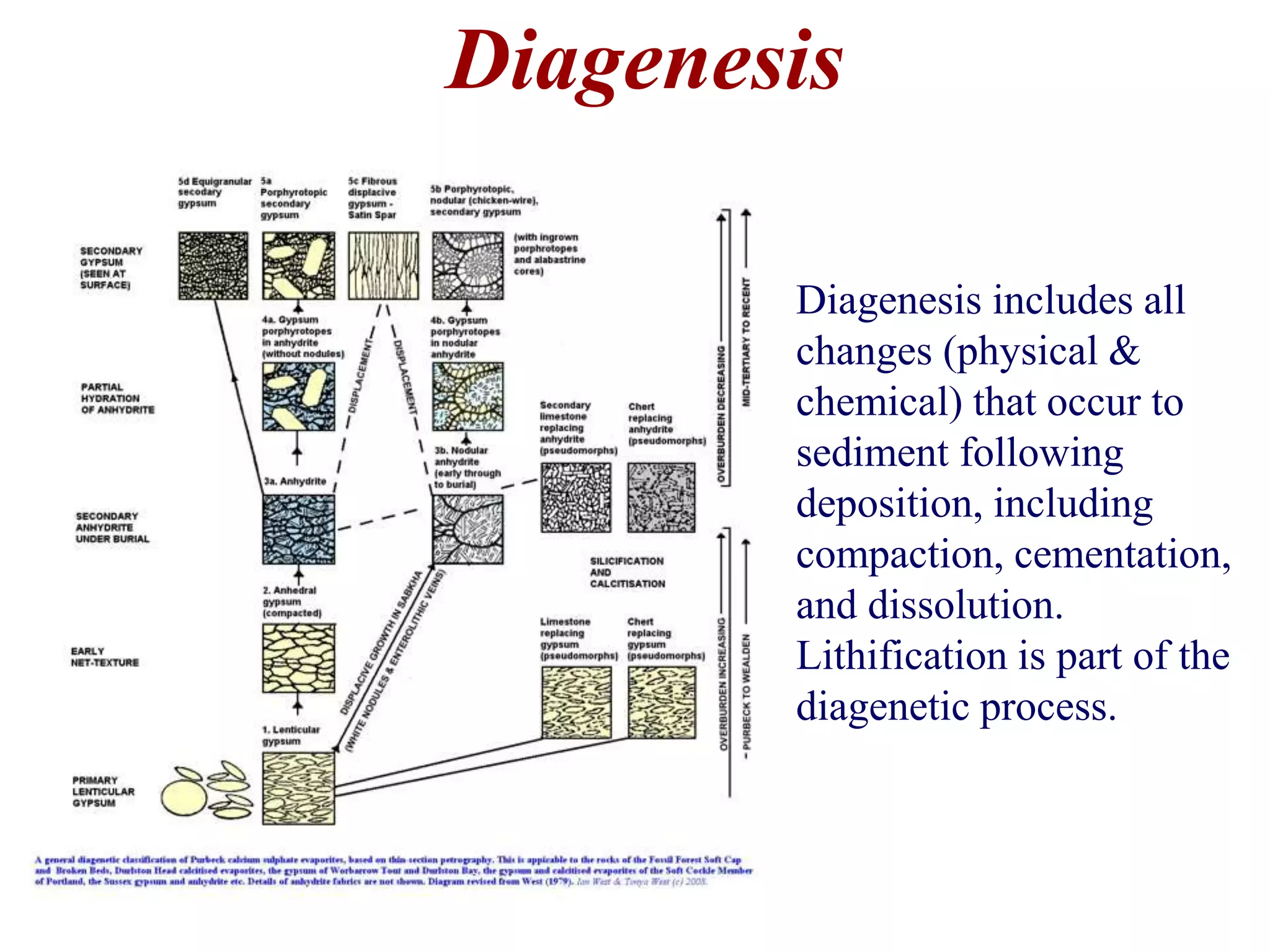Diagenesis
Diagenesis includes all
changes (physical &
chemical) that occur to
sediment following
deposition, including
compaction, cementation,
and dissolution.
Lithification is part of the
diagenetic process.
 