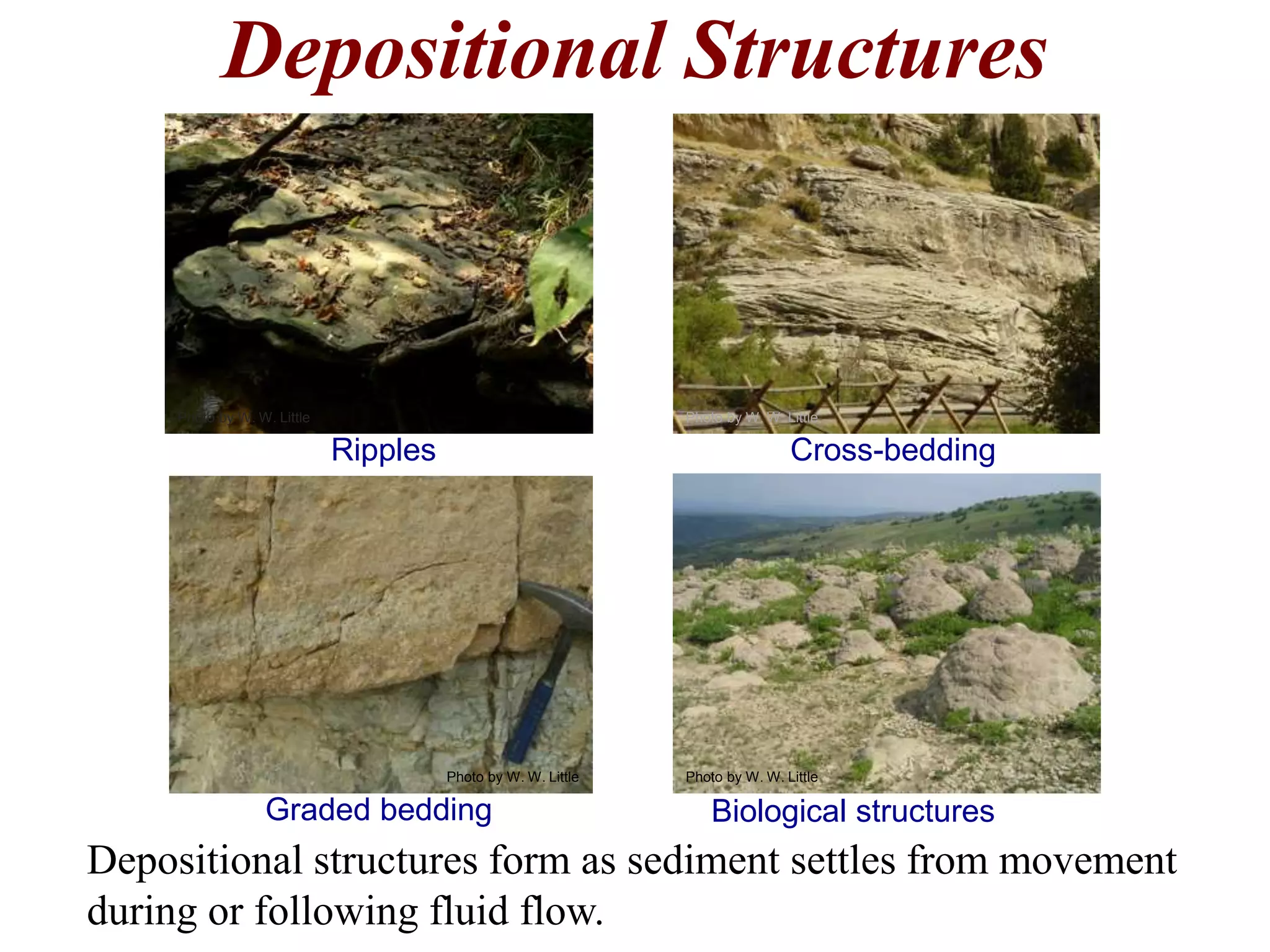 Depositional Structures
Depositional structures form as sediment settles from movement
during or following fluid flow.
Ripples Cross-bedding
Graded bedding Biological structures
Photo by W. W. Little Photo by W. W. Little
Photo by W. W. LittlePhoto by W. W. Little
 