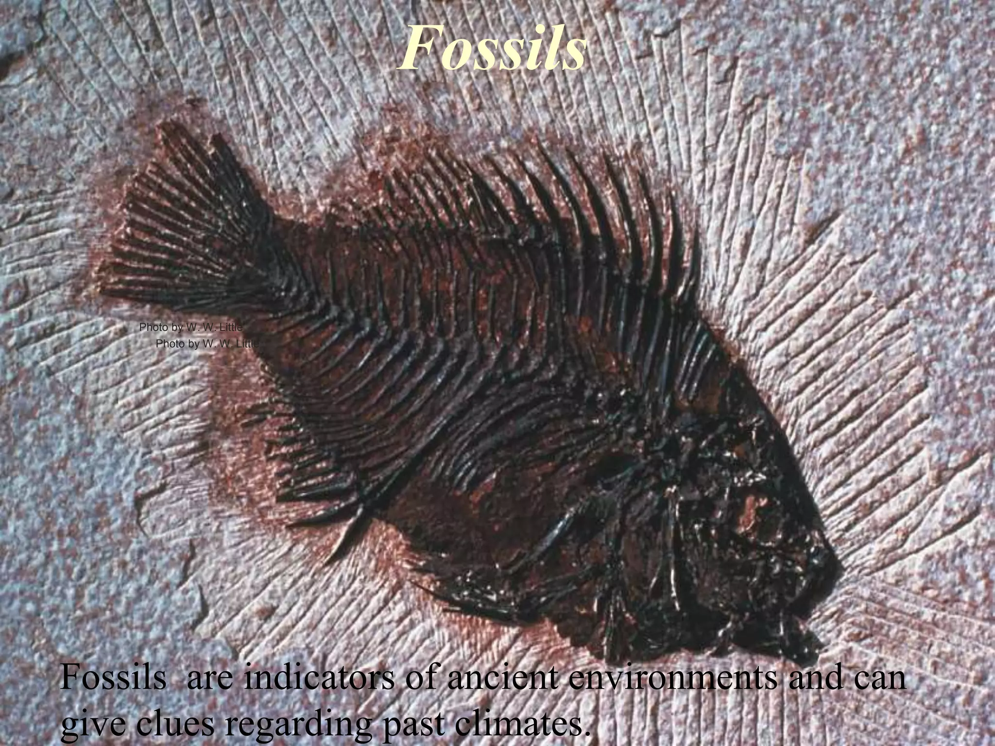 Fossils
Fossils are indicators of ancient environments and can
give clues regarding past climates.
Photo by W. W. Little
Photo by W. W. Little
 