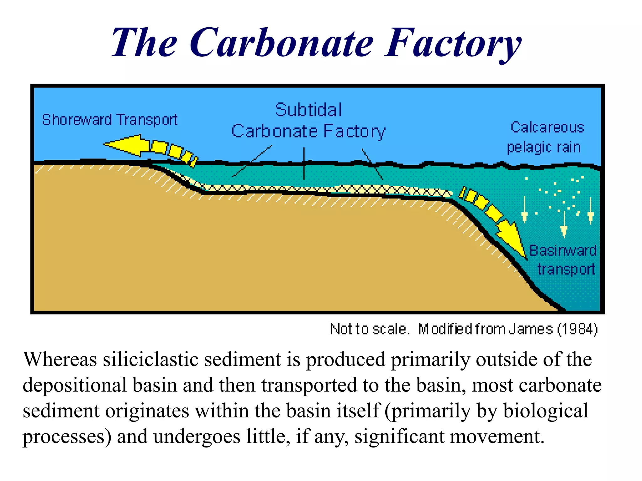 The Carbonate Factory
Whereas siliciclastic sediment is produced primarily outside of the
depositional basin and then transported to the basin, most carbonate
sediment originates within the basin itself (primarily by biological
processes) and undergoes little, if any, significant movement.
 