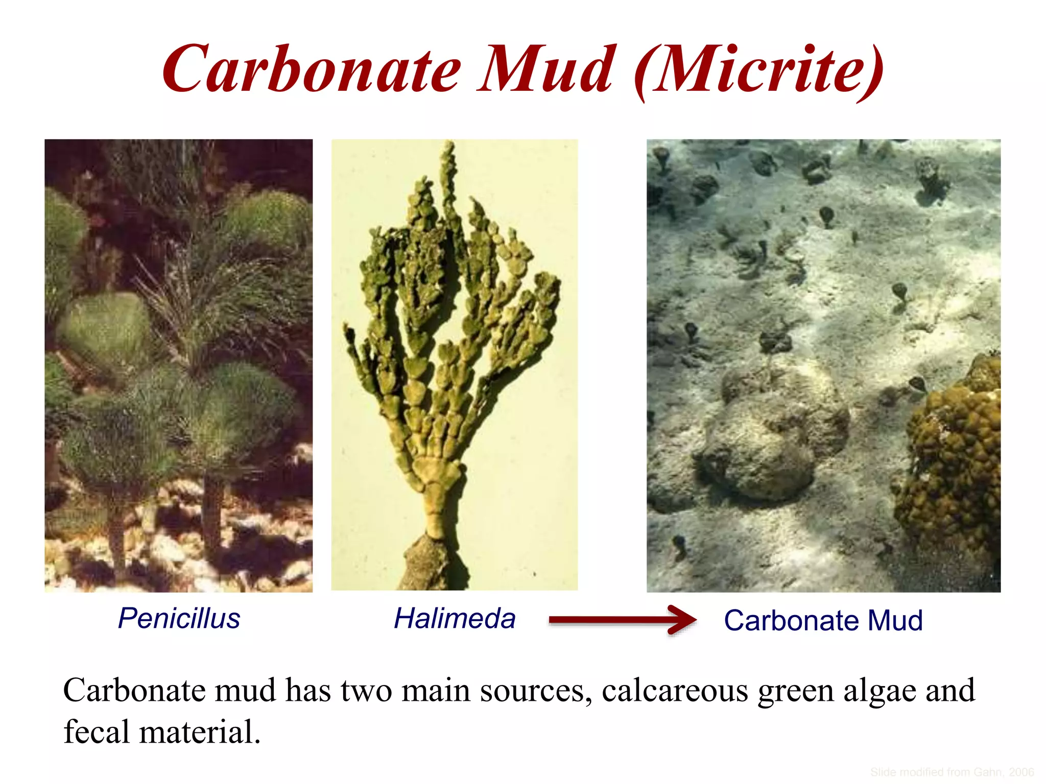 Carbonate Mud (Micrite)
Carbonate mud has two main sources, calcareous green algae and
fecal material.
Penicillus Halimeda Carbonate Mud
Slide modified from Gahn, 2006
 