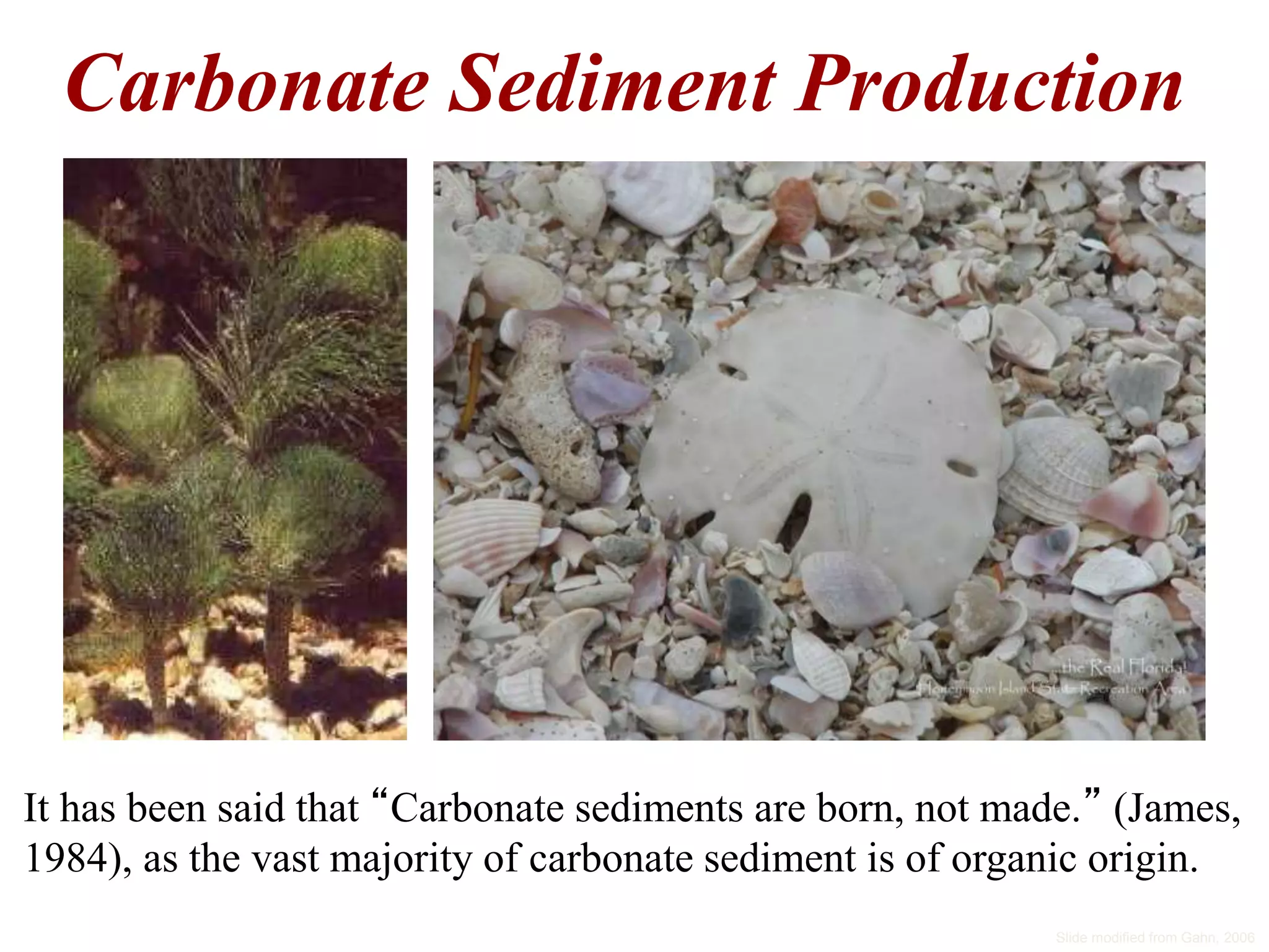 Carbonate Sediment Production
It has been said that “Carbonate sediments are born, not made.” (James,
1984), as the vast majority of carbonate sediment is of organic origin.
Slide modified from Gahn, 2006
 