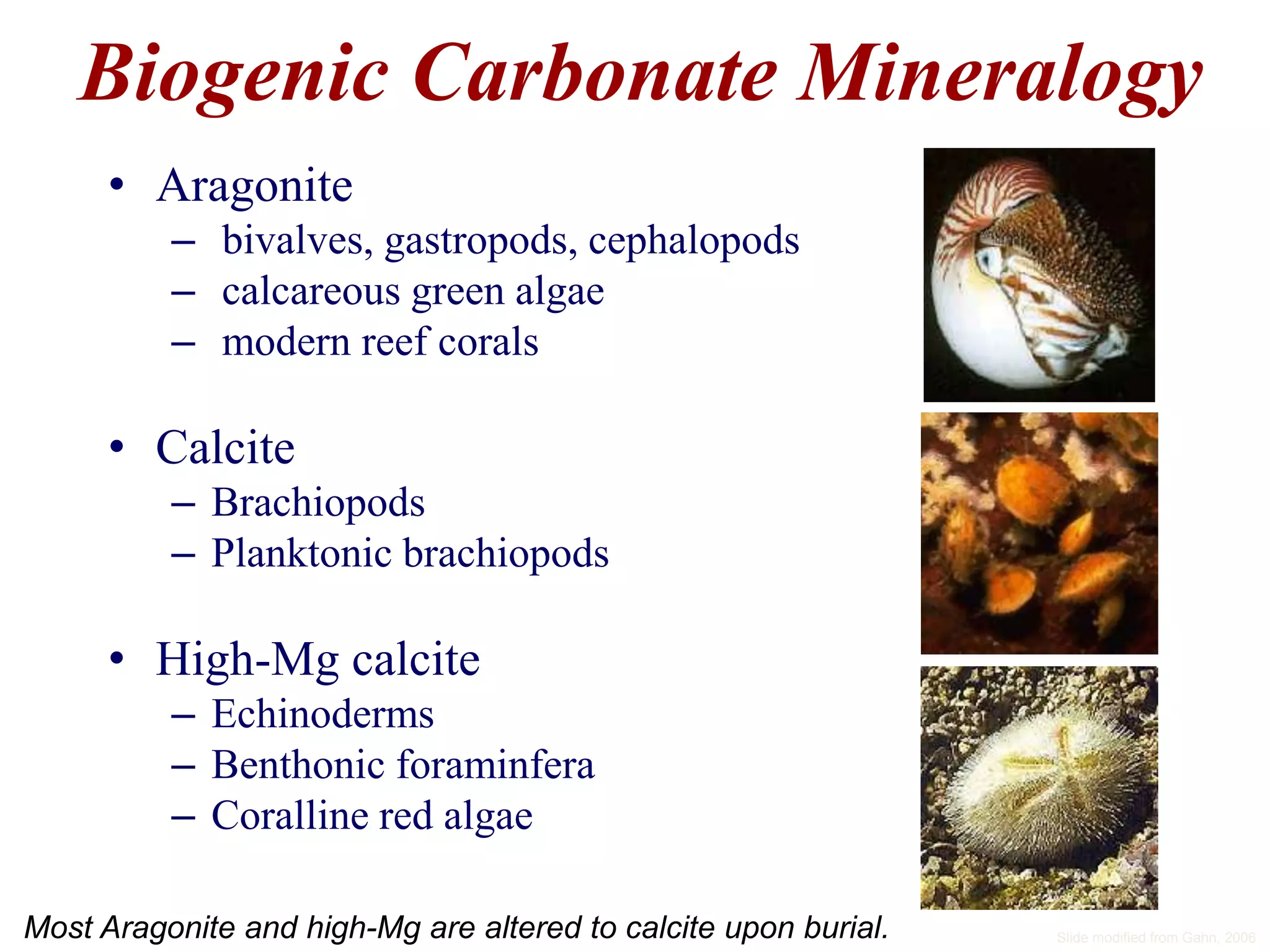 Biogenic Carbonate Mineralogy
• Aragonite
– bivalves, gastropods, cephalopods
– calcareous green algae
– modern reef corals
• Calcite
– Brachiopods
– Planktonic brachiopods
• High-Mg calcite
– Echinoderms
– Benthonic foraminfera
– Coralline red algae
Most Aragonite and high-Mg are altered to calcite upon burial. Slide modified from Gahn, 2006
 