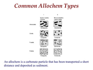 An allochem is a carbonate particle that has been transported a short
distance and deposited as sediment.
Common Allochem Types
 
