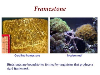 Bindstones are boundstones formed by organisms that produce a
rigid framework.
Framestone
Modern reefCoralline framestone
Photo by F. J. Gahn
 