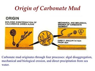 Carbonate mud originates through four processes: algal disaggregation,
mechanical and biological erosion, and direct precipitation from sea
water.
Origin of Carbonate Mud
 