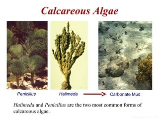 Calcareous Algae
Halimeda and Penicillus are the two most common forms of
calcareous algae.
Penicillus Halimeda Carbonate Mud
Slide modified from Gahn, 2006
 