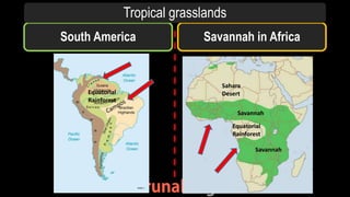 South America Savannah in Africa
Tropical grasslands
Equatorial
Rainforest
Savannah
Savannah
Sahara
Desert
Equatorial
Rainforest
 