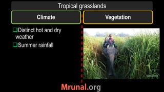 Climate
Distinct hot and dry
weather
Summer rainfall
Vegetation
Tropical grasslands
 