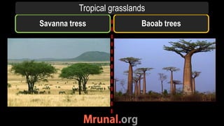 Savanna tress Baoab trees
Tropical grasslands
 