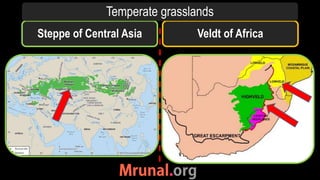 Steppe of Central Asia Veldt of Africa
Temperate grasslands
 