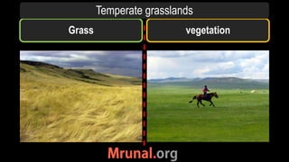 Grass vegetation
Temperate grasslands
 