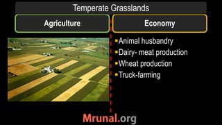 Agriculture
Animal husbandry
Dairy- meat production
Wheat production
Truck-farming
Economy
Temperate Grasslands
 