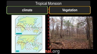 climate Vegetation
Tropical Monsoon
 