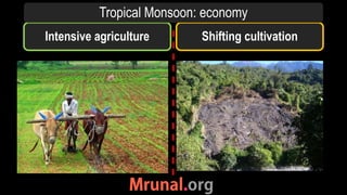 Intensive agriculture Shifting cultivation
Tropical Monsoon: economy
 