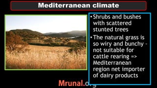 •Shrubs and bushes
with scattered
stunted trees
•The natural grass is
so wiry and bunchy –
not suitable for
cattle rearing =>
Mediterranean
region net importer
of dairy products
Mediterranean climate
 