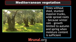 •Trees without
shed, stunted
massive trunks,
wide spread roots
– because winter
rain – growth
limited to autumn
and spring when
moisture content
is sufficient
Mediterranean vegetation
 