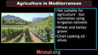 •Not suitable for
agriculture – but
cultivation using
irrigation network
•Wheat and barley
grown
•Chief cooking oil –
olives
Agriculture in Mediterranean
 