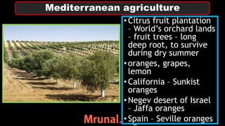 •Citrus fruit plantation
– World’s orchard lands
– fruit trees – long
deep root, to survive
during dry summer
•oranges, grapes,
lemon
•California – Sunkist
oranges
•Negev desert of Israel
– Jaffa oranges
•Spain – Seville oranges
Mediterranean agriculture
 