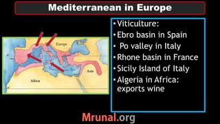•Viticulture:
•Ebro basin in Spain
• Po valley in Italy
•Rhone basin in France
•Sicily Island of Italy
•Algeria in Africa:
exports wine
Mediterranean in Europe
 