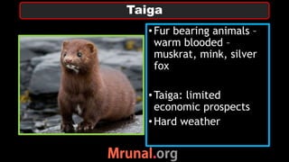•Fur bearing animals –
warm blooded –
muskrat, mink, silver
fox
•Taiga: limited
economic prospects
•Hard weather
Taiga
 