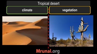 climate vegetation
Tropical desert
 