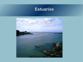 Estuarios 