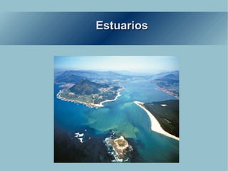 Estuarios 