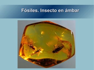 Fósiles. Insecto en ámbar 