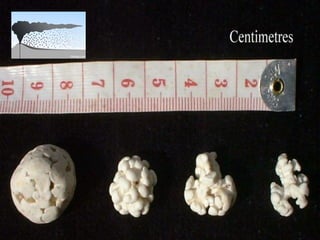 50




     Nuno Correia 11/12
 