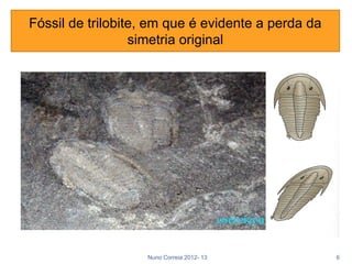 Fóssil de trilobite, em que é evidente a perda da
                  simetria original




                   Nuno Correia 2012- 13            6
 
