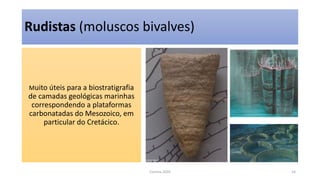 Rudistas (moluscos bivalves)
Muito úteis para a biostratigrafia
de camadas geológicas marinhas
correspondendo a plataformas
carbonatadas do Mesozoico, em
particular do Cretácico.
Correia 2020 14
 