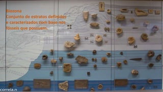 Biozona
Conjunto de estratos definidos
e caracterizados com base nos
fósseis que possuem.
Correia 2020 6
 