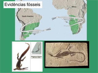 22
Evidências fósseis
 