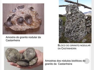 Amostra do granito nodular da
Castanheira
                                          BLOCO DO GRANITO NODULAR
                                          DA CASTANHEIRA




                                Amostras dos nódulos biotíticos do
                                granito da Castanheira
 