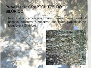 PARAGEM 10: GRAPTÓLITOS DO
SILÚRICO
   Nos xistos carbonosos muito físseis deste local é
    possível encontrar e observar uma fauna graptolítica do
    Llandovery (Silúrico).
 