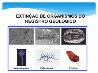 EXTINÇÃO DE ORGANISMOS DO
REGISTRO GEOLÓGICO
 