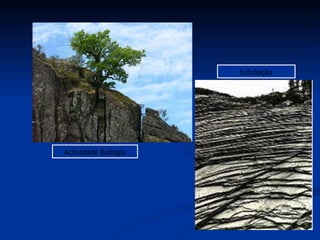 Actividade Biologia Esfoliação 