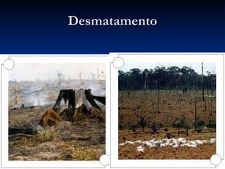Desmatamento 