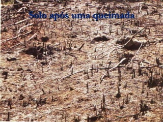 Solo após uma queimada 