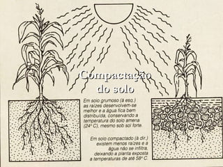 Compactação do solo 