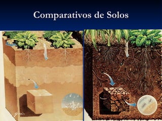 Comparativos de Solos 