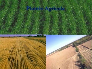 Plantio Agrícola 