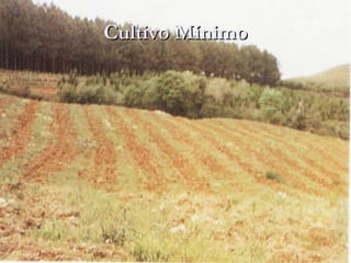 Cultivo Mínimo 
