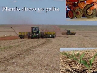 Plantio direto na palha 