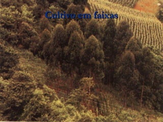 Cultivo em faixas 